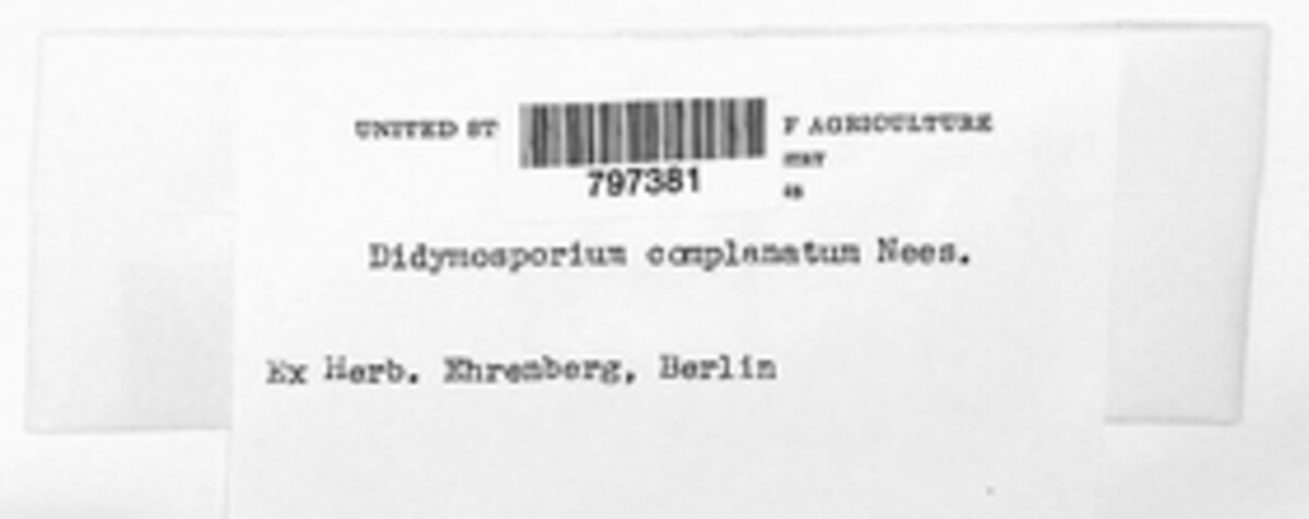 Coniothecium complanatum image